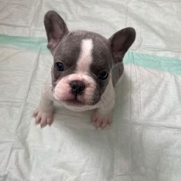 French Bulldog Puppies from Elite Bullies Miami