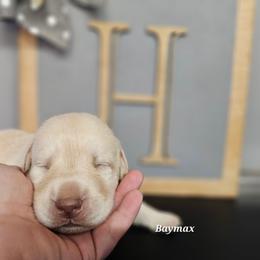 Baymax - Yellow male Labrador Retriever puppy in Macomb, Missouri from Hicks Family Homestead