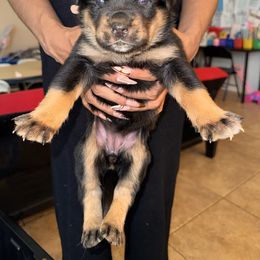 Girl 1 - Black tan and white female Siberian Husky puppy in Rancho Cucamonga, California from Rice Breeders