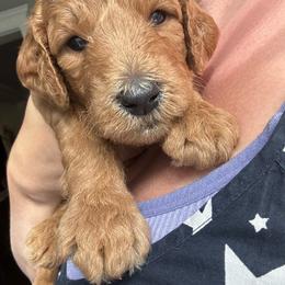 George - Apricot male Goldendoodle puppy in De Land, Florida from Rezapour Doodle Estate