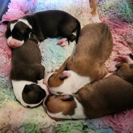 Girly - Seal female Italian Greyhound puppy in Snohomish, Washington from Divine Italian Greyhounds