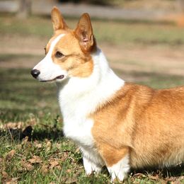 Pippy - Pembroke Welsh Corgi