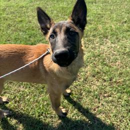 Spice - Fawn female Belgian Malinois puppy in Nashville, North Carolina from Kings K9 Kennel & Training, LLC