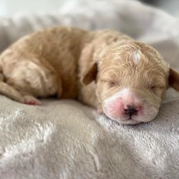 Jellybean - Cream male Goldendoodle puppy in Brooksville, Florida from Abby’s Standard Goldendoodles