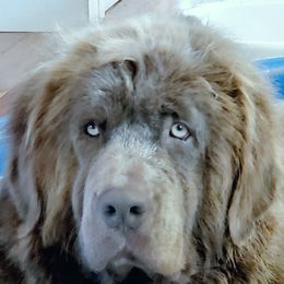 Wonder - Newfoundland