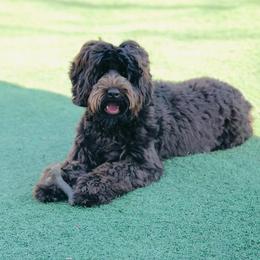 Reese - Australian Labradoodle