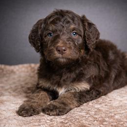 Negroni - Tri-color male Bernedoodle puppy in Youngstown, Florida from Wonderland’s Boujie Kennels