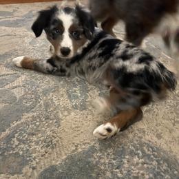 Miniature Australian Shepherd Puppies from Highland Hills Mini Aussies