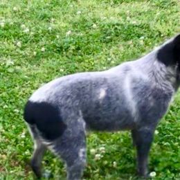 Bama - Australian Cattle Dog