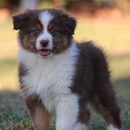 Red Tri Male 1 - Red tri-color male Australian Shepherd puppy in Northport, Alabama from Sipsey River Australian Shepherds