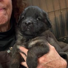 Elena Stanger girl three - Reddish brown female Leonberger puppy in Brandywine, Maryland from QVR Labradors and Leonbergers