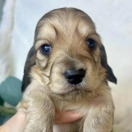 English Cream - Cream male Dachshund puppy in Nampa, Idaho from Long_and_Low_Dachshunds