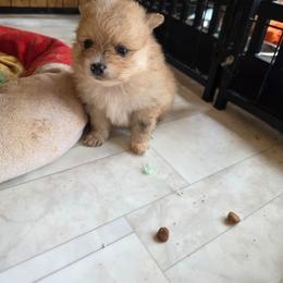 Aurora - Orange parti female Pomeranian puppy in Chattanooga, Tennessee from Valley Poms