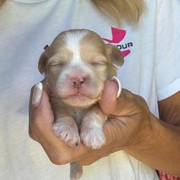 Hot pink - Gold and white female Shihpoo puppy in Millsap, Texas from Gaston’s Posh Poodles and Doodles