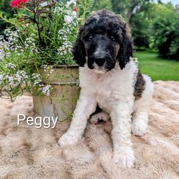 Peggy - Parti female Poodle puppy in Canton, South Dakota from Van Der Poodles