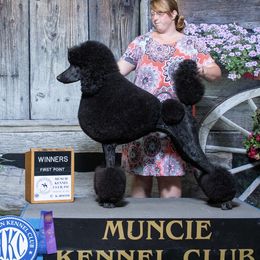 Lestat - Poodle