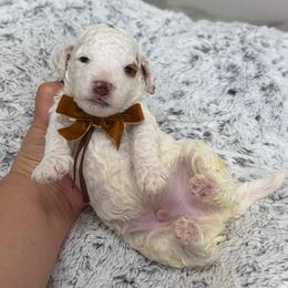 Ravioli - Parti male Goldendoodle puppy in Miami, Florida from Jade’s Paws & Co. Of Miami LLC