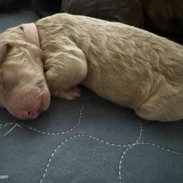 Primrose - Cream female Labradoodle puppy in Stamford, Connecticut from Doodles of CT