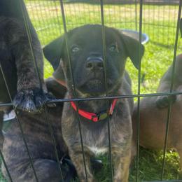Aang - Brindle male xDutch Shepherd puppy in Chelsea, Alabama from Alliance K9