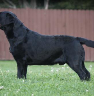 Caroline's Treasures BB2165OVMT Guanto Da Forno Con Bandiera Americana E Labrador Nero 12~p123457156