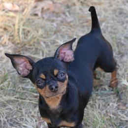 Tiny tink - Chihuahua