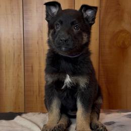 Rage - Black and tan female German Shepherd puppy in Beech Grove, Arkansas from Ze Zadnich lesu