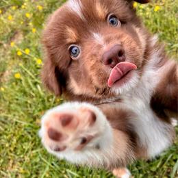 Colby-Bear - Red tri-color male Miniature American Shepherd puppy in Oak Hill, West Virginia from New River Gorgeous Puppies