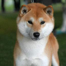 Max - Shiba Inu