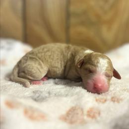 Terracotta - Apricot female Goldendoodle puppy in Pittsburg, Texas from Grace Springs Goldendoodles