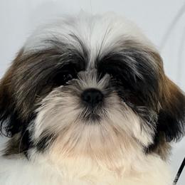 Jace - Gold and white male Shih Tzu puppy in Morrisville, Missouri from Sweetbriar Shih Tzu