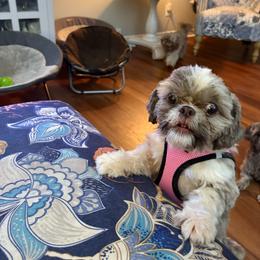Sally - Shih Tzu