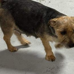 Miniature Schnauzer and Norwich Terrier All Grown Up from Parker Place  Puppies (Mini schnauzers and Norwich Terriers)