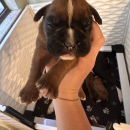 Lilo - Fawn female Boxer puppy in Stuart, Florida from Treasure Coast Boxer and French Bulldog Puppies