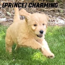 Boy 3 - Cream male Goldendoodle puppy in Milford, Michigan from Servant Kennel