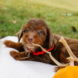 Sofie's Red Boy - Red male Aussiedoodle puppy in Burkesville, Kentucky from Bline’s Awesome Aussies, Aussiedoodles & Doxies at the Bline Family Farm