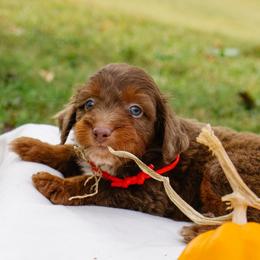 Sofie's Red Boy - Red male Aussiedoodle puppy in Burkesville, Kentucky from Bline’s Awesome Aussies, Aussiedoodles & Doxies at the Bline Family Farm