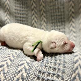 Green - White male Berger Blanc Suisse puppy in West Alexandria, Ohio from Twisted Acres