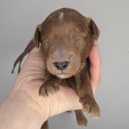 Teddy - Red  male Goldendoodle puppy in Harlem, Georgia from Ivey's Poodles & Doodles