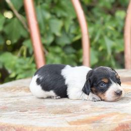 Raven - Black and tan female Dachshund puppy in Salters, South Carolina from Long-Pine Dachshund
