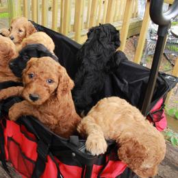 Cockapoo, Double Doodle, Goldendoodle, Poodle, and Shihpoo Puppies from Peace, Love, and Puppies at the Creek