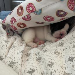 French Bulldog Puppies from The Frenchie Lady Co.