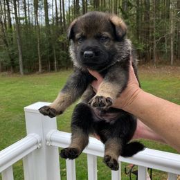 Chili (Green) - Sable German Shepherd puppy in Near Richmond, Virginia from German Shepherds of Virginia