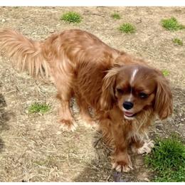 Clyde - Cavalier King Charles Spaniel