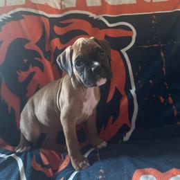 Jane - Fawn female Boxer puppy in Coal Valley, Illinois from Charron Boxers