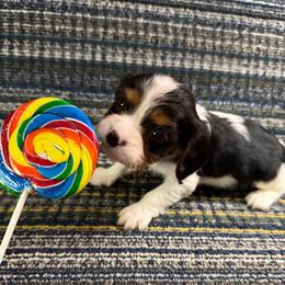 Griff - Tri-color male Cavalier King Charles Spaniel puppy in Avoca, New York from Palladino’s Cavaliers of Upstate NY