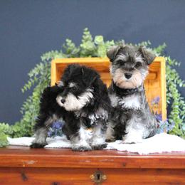 Miniature Schnauzer Puppies from Clay Hill Kennels