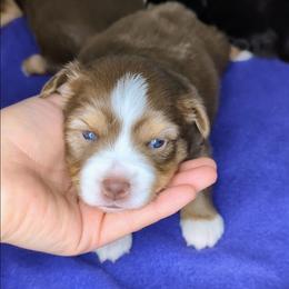 Briar - Red tri-color male Miniature American Shepherd puppy in Harrisonville, Missouri from Trailside Mini Aussies