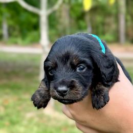 TBD 5th born - Black and tan male Dachshund puppy in El Dorado, Arkansas from LovelylilDoxies