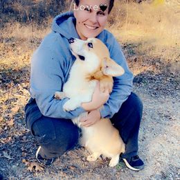 Pembroke Welsh Corgi Puppies from Cadenza Corgis