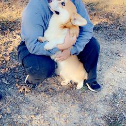 Pembroke Welsh Corgi Puppies from Cadenza Corgis